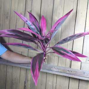 Fogliame Artificiale Brasiliano Variegato <span class=keywords><strong>Rosa</strong></span>, Pianta in Plastica per Decorazione Casa, Caffè, Matrimoni, Vasi e Pareti, Vendita all'Ingrosso - Product Image 2