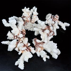 Pierre de Coralline CrystalHola en Gros, Spécimen de Pierre Cristalline en Forme de Fleur 3-15cm, Tendance Mode pour Souvenirs Feng Shui et Cadeaux de Remise de Diplôme - Product Image 3