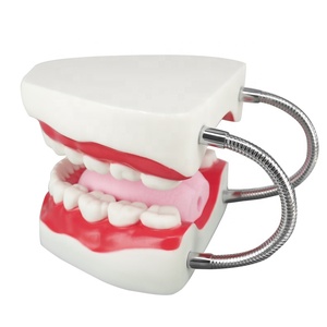 แบบจำลองฟันทางกายวิภาคพร้อมฟันพลาสติก 32 ซี่ อุปกรณ์การศึกษา - Product Image 3