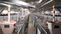Structure en acier préfabriquée pour élevage avicole, cage à batterie automatique pour poules pondeuses, hangar pour vaches, porcs, soudage et découpe