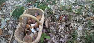 Sauce Aux Champignons Porcini 180G - Product Image 2