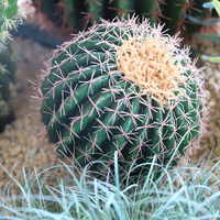 Cactus artificiel réaliste en forme de baril, 9-50 cm, vert, faux cactus en boule avec piquet en bois pour la décoration de la maison et du jardin