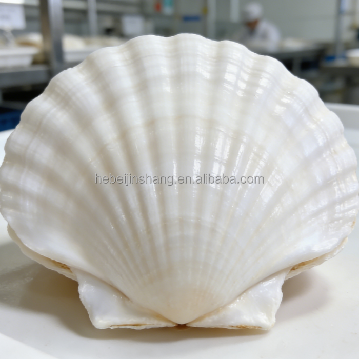 beach shells seashells corn shell natural home decor boxed lots wedding display craft small
