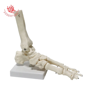 Modelo de huesos del pie, modelo de articulación de pie <span class=keywords><strong>humano</strong></span> de PVC con ligamentos, modelo de <span class=keywords><strong>tobillo</strong></span> de tamaño real para enseñanza médica anatómica - Product Image 3
