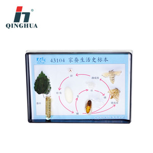 Tableta de Historia Vida del Gusano de Seda Qinghua: Muestra del Ciclo de Vida del Gusano de Seda, Material Didáctico Experimental de Biología para Escuelas Secundarias y Preparatorias - Product Image 2