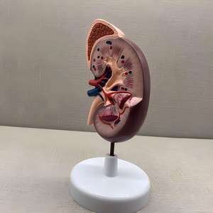 Modelo de Riñón con Glándula Adrenal - Herramienta Educativa de <span class=keywords><strong>Nefrología</strong></span> - Product Image 4