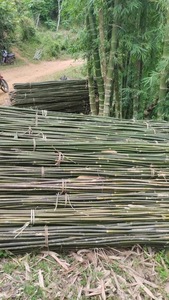 Piquets en bambou à prix avantageux pour la vente en gros – Supports agricoles durables et naturels pour vignobles, pépinières et agriculture - Product Image 5