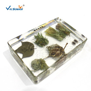 Muestra de Historial de Vida de Algodón vic2608, Muestra de Planta Encapsulada para Enseñanza - Product Image 5