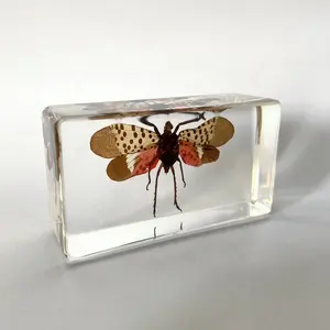 Real Insect Cicade In Clear Resin Nieuwigheid Geschenken Voor Kerst