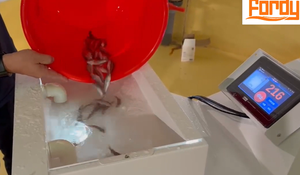 Fordy Inteligente Alta Precisão Peixe Fry Fingerling Máquina De Contagem Peixe Grande Contador para Fingerling 3 a 15 cm Peixe - Product Image 4