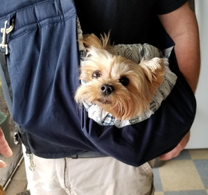 Muestra gratis de viaje portátil manos libres solo hombro mascota transpirable malla bolsa mascota Sling Carrier para perros pequeños - Product Image 4