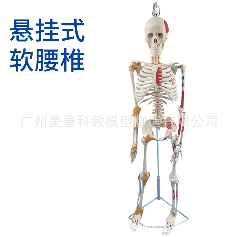 85cm suspended bone pigmented ligament