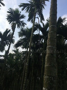 Sợi Carbon mở rộng cực cho dừa trầu thu hoạch đôi khóa areca Nuts thu hoạch cực sợi carbon Kính thiên văn Dotti - Product Image 2