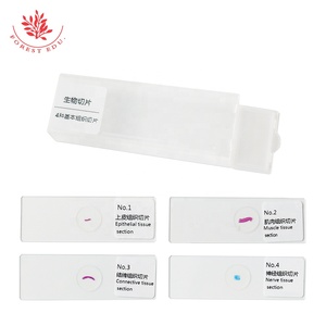 Histologie-Schnitte vier grundlegende Gewebeabschnitte mikroskopische Schnitte von Epithelnerven Bindegewebe-Muskel-Gewebestrukturen - Product Image 5