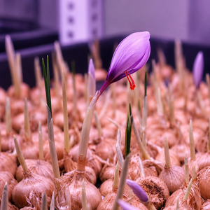 Système d'agriculture verticale automatisée en conteneur intelligent à climat contrôlé pour la culture du safran - Product Image 5