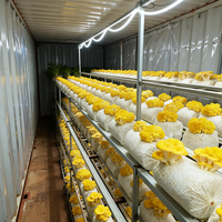 Chambre de culture de champignons à température et humidité constantes, conteneur de culture de champignons