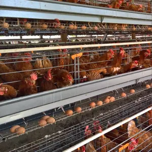 Kampala <span class=keywords><strong>uganda</strong></span>'da kanatlı katman tavuk için yeni A tipi 5000 kuş yumurta döşeme tavuk kafesi 96-160 kapasiteli satış - Product Image 1