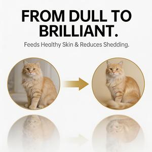 Cibo per Gatti Professionale a Forma Personalizzata per Stomaci Sensibili, Formula ad Alto Contenuto Proteico per la Salute di Pelle e Pelo e l'<span class=keywords><strong>Alimentazione</strong></span> Quotidiana <span class=keywords><strong>del</strong></span> <span class=keywords><strong>Gatto</strong></span> - Product Image 3
