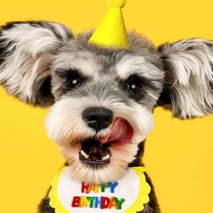 Chat Chien Fête D'anniversaire Dress-Up Fournitures Confortable Polyester Bavoir Teddy Salive Serviette Mini Doggy Bandana Écharpe pour Halloween - Product Image 5