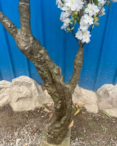 Albero di Sakura Natalizio in Vaso di Fibra di Vetro da 1,8 m <span class=keywords><strong>con</strong></span> <span class=keywords><strong>Fiori</strong></span> di Ciliegio in Fiore - Product Image 4