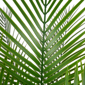 Alta calidad Dubai curvado <span class=keywords><strong>Artificial</strong></span> Areca palmera ventilador palmera en plástico para decoración al aire libre planta <span class=keywords><strong>Artificial</strong></span> elegante - Product Image 4