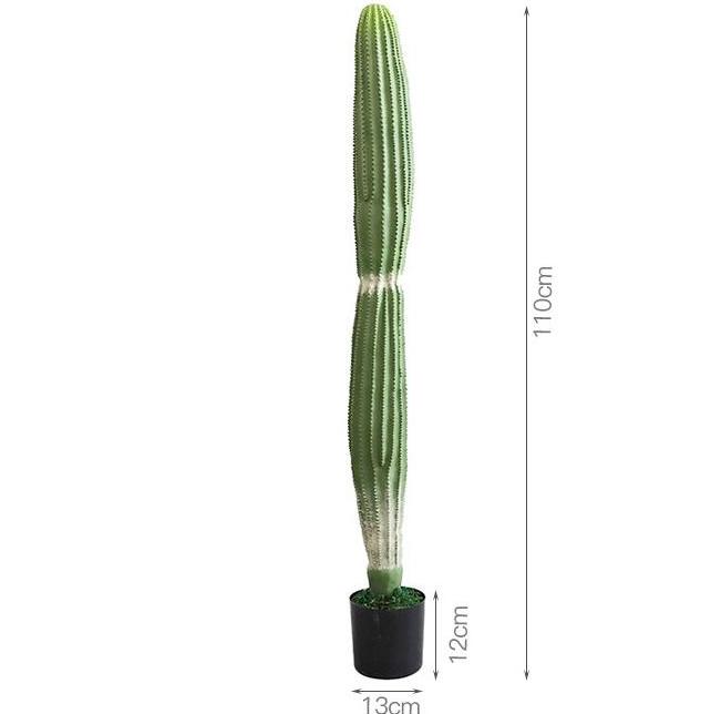 Cactus Monkeytail - Modèle C