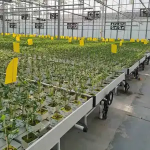 Hydroponic system auto rolling bench growing system full automatic ebb and flood system