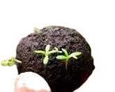 Bombes à graines de jardin avec tourbe – Jouet original pour plantation décorative