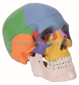 Modello Anatomico Elettrico <span class=keywords><strong>del</strong></span> Battito Cardiaco e della Circolazione Sanguigna in Metallo per <span class=keywords><strong>l</strong></span>'<span class=keywords><strong>Educazione</strong></span> Medica - Product Image 5