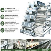 Nouveau système de ventilation économique YiFeng pour cages à poulets pondeuses avec ligne d'abreuvement, type cage pour poules pondeuses