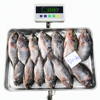 Tilapia noire entière surgelée IQF pour la transformation alimentaire, les commandes d'exportation et les achats en gros volumes