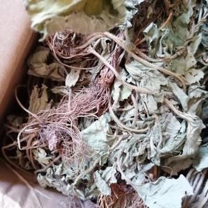 LAN Bu Zheng เอเชียสมุนไพร bennet <span class=keywords><strong>ชา</strong></span>ป่าทั้งแห้ง geum japonicum เหนือพื้นดิน - Product Image 4