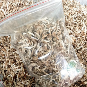 100% CLEAN AD Processed <strong>DRIED</strong> <strong>OYSTER</strong> <strong>MUSHROOM</strong> Grade a Sliced 2 Year Shelf Life Certified BULK CUSTOMIZED PACKING CHEAP PRICE - Product Image 5