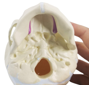 Modèle de crâne de bébé humain taille réelle science médicale modèle de crâne d'anatomie pour bébé outil d'affichage d'éducation d'apprentissage pour enfants - Product Image 5