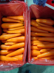 Çin taze organik havuç en çok satan sağlıklı sebze çiftlik en düşük fiyatlar - Product Image 5