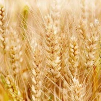 Aliments sains à base de gluten de blé vital sans OGM avec des prix réduits