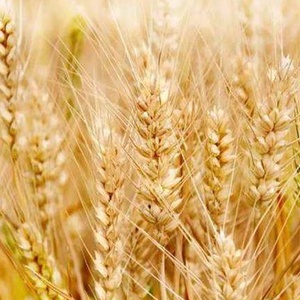 Cibo sano a base di glutine di grano vitale senza OGM con prezzi scontati - Product Image 4