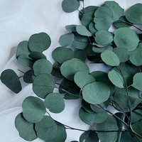 Bunga yang diawetkan dan tanaman nyata perak alami dolar daun eucalyptus cabang bunga kering daun eukaliptus untuk dekorasi