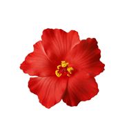 Fleurs d'hibiscus artificielles en gros pour la décoration de la maison, du bureau et des événements festifs