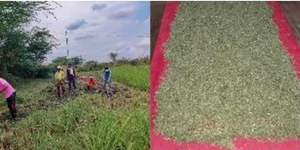 ใบตะไคร้แห้ง (ขนาดตัดสำหรับชงชา) คุณภาพดีที่สุด ผลิตจากธรรมชาติ จำหน่ายจำนวนมาก - Product Image 2