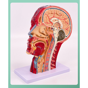 Human facial muscle, blood vessel and nerve anatomy model, sagittal section of the <b>head</b>, cosmetic, minimally invasive, medical - Product Image 3