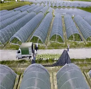 Singolo tunnel a basso costo serra agricola/invernadero per la vendita