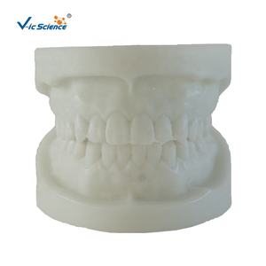 Modèle d'apprentissage pour enfants, modèle de <span class=keywords><strong>dentition</strong></span> en aluminium blanc, dents humaines, anatomie dentaire pour l'éducation scientifique médicale - Product Image 1