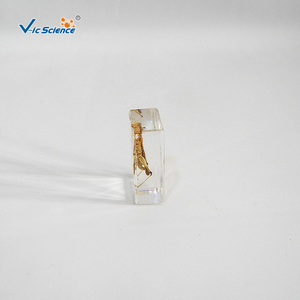 Especímen de locusta en resina, estructura corporal completa de insecto para la observación y enseñanza de biología, CE/ISO/ROHS/CNAS - Product Image 2