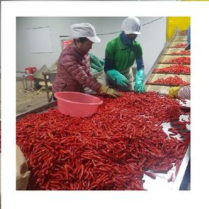 Pimiento Rojo LQF Congelado Entero de Vietnam, Súper Picante, de Invernadero, Precio Razonable para Venta al por Mayor - Product Image 3