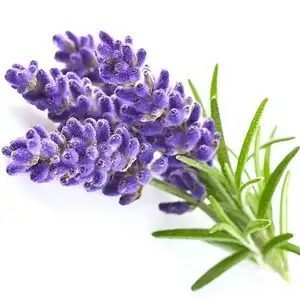 Lavandula Angustifolia Pure Soluble Fragrance Oils and Water-Soluble Fragrances