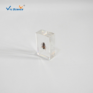 Especímen de Abeja Encapsulado en Resina, Estructura Corporal Completa de Insecto para la Enseñanza y Observación de Biología, CE/ISO/ROHS/CNAS - Product Image 3
