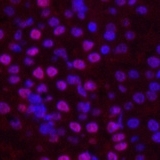 Anticorps monoclonal d'<span class=keywords><strong>histone</strong></span> H2B - Product Image 3