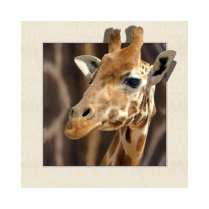 โปสเตอร์ภาพสัตว์แอฟริกาพิมพ์ลายเลนส์ 3 มิติ คุณภาพสูง ผลิตจากพลาสติก <span class=keywords><strong>PET</strong></span> สำหรับตกแต่งบ้าน - Product Image 1