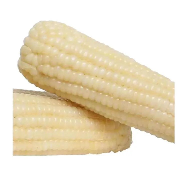 Delicious Corn Natural And Fresh Delicious Grains Full And Sweet Waxy Corn